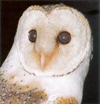 Barn Owl