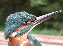 Kingfisher